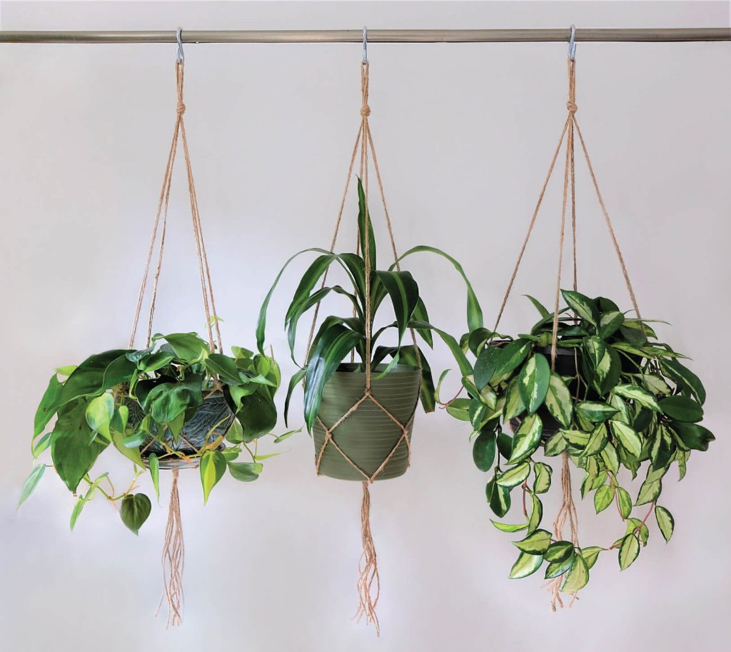 Plants