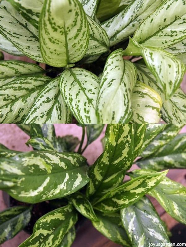 Tips And Thoughts For Lasting Plants Cultivating