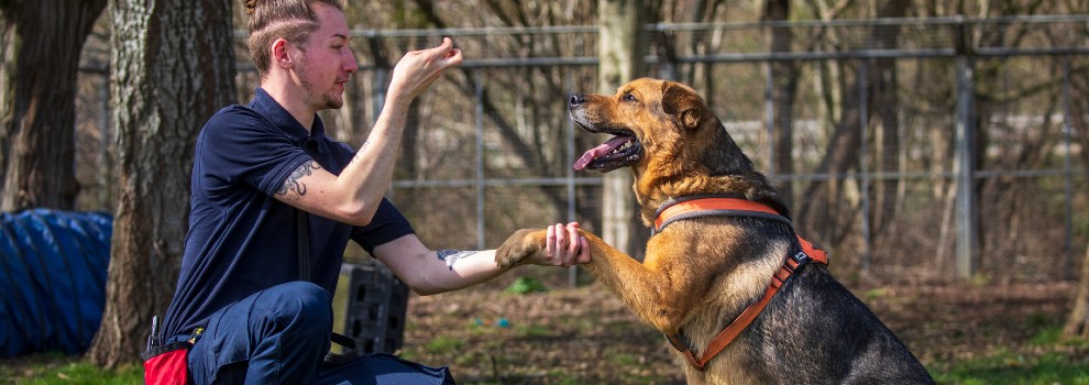 Dog Training Program